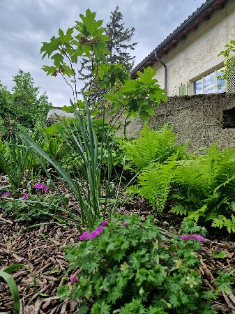 Plantation d'un massif d'ombre pour v&eacute;g&eacute;taliser l'entr&eacute;e d'une maison &agrave; Sierre en Valais central