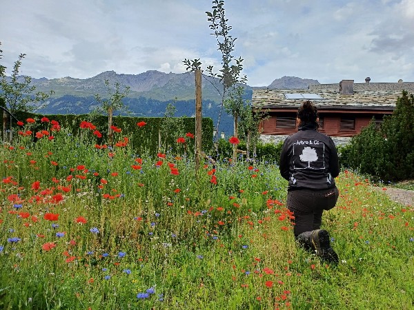 Prairie fleurie r&eacute;alis&eacute;e dans un verger sur le Haut Plateau (Crans-Montana) pour favoriser les pollinisateurs sauvages