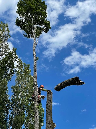 Abattage - D&eacute;montage d'un arbre proche de Sion, en Valais par les &eacute;lagueurs d'Arbre&Co