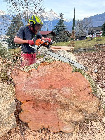Tron&ccedil;onnage apr&egrave;s l'abattage d'un arbre majeur