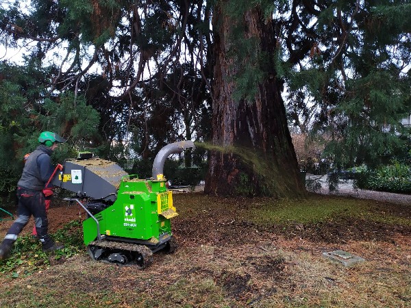 Broyage des branches sur place, au pied de l'arbre, pour g&eacute;rer les d&eacute;chets verts et am&eacute;liorer les conditions de sol des v&eacute;g&eacute;taux.