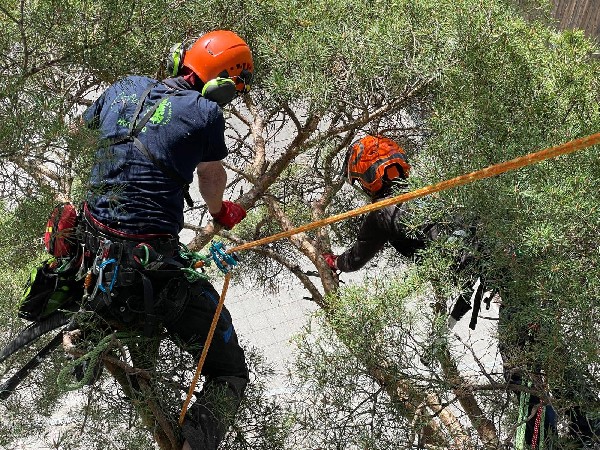 Taille raisonn&eacute;e, s&eacute;curisation des arbres, r&eacute;alisation de gabarit par nos arboristes - grimpeurs en Valais